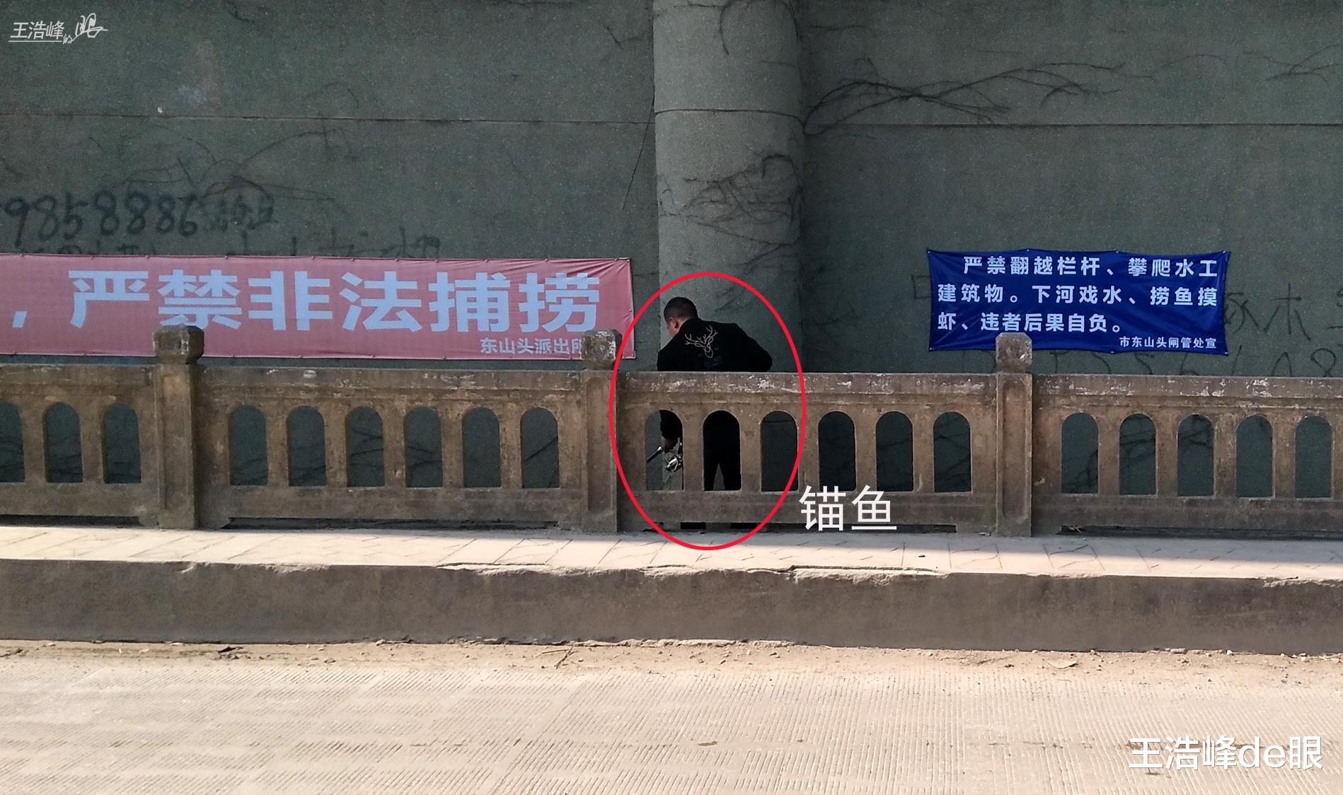 饵料|禁捕鱼咋禁的？湖北孝感河中下满网空中网直飞