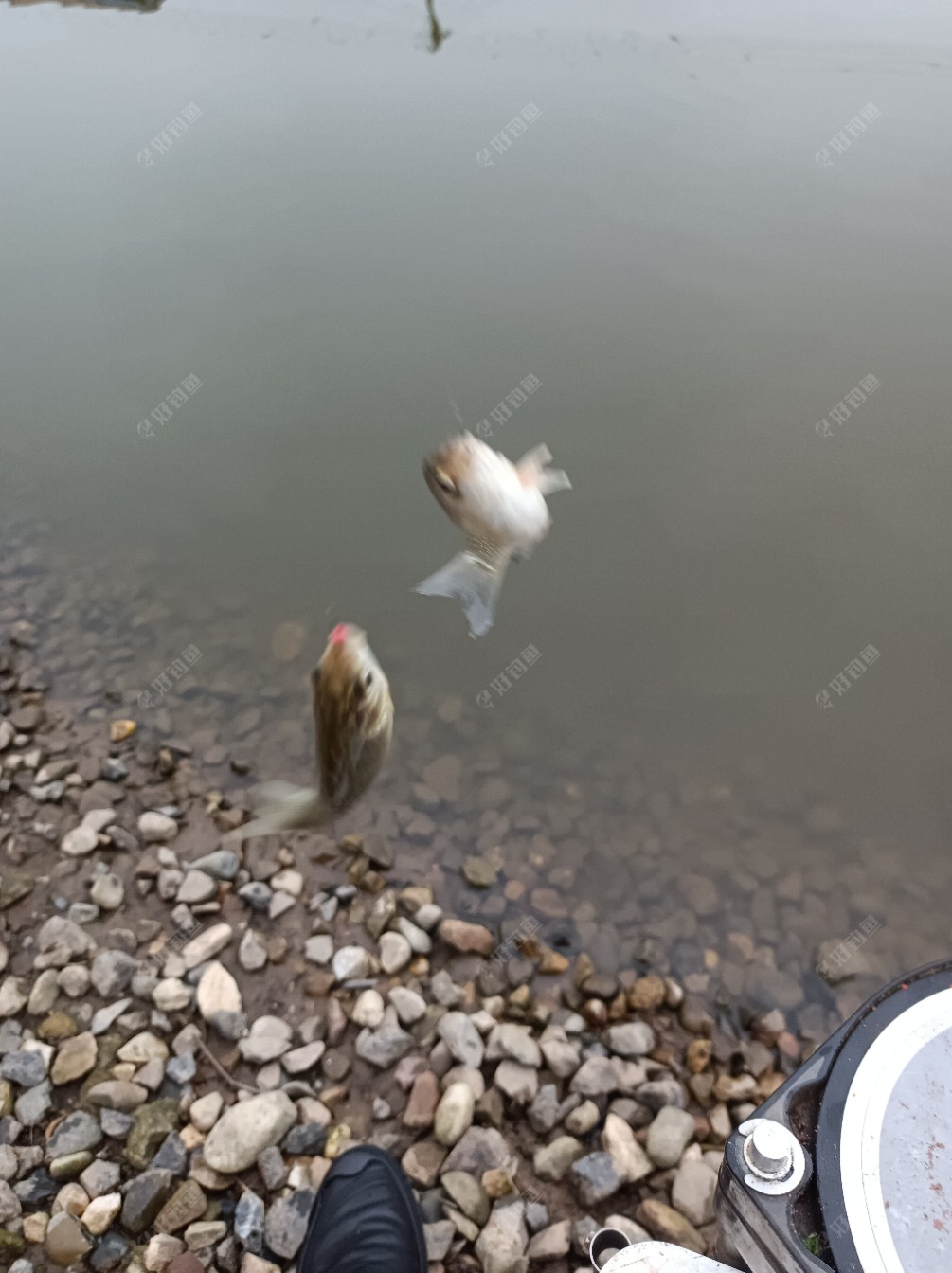 银行|[原创首发]下班后，菜地练竿鱼口超爽