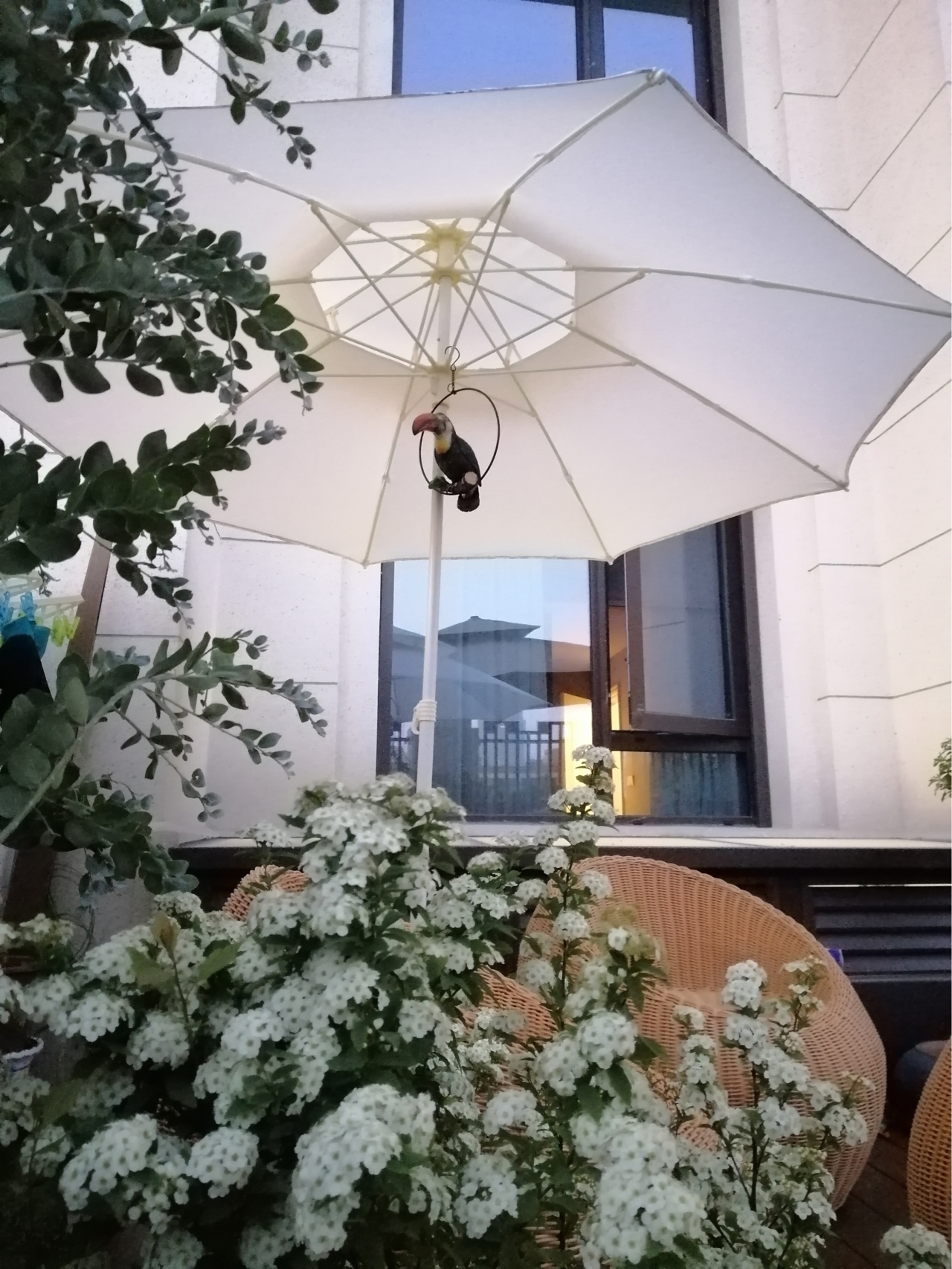 |花5万元,改造一楼40㎡小院,从一片荒芜捣鼓成了花开满园