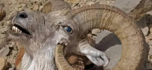没有死在天敌手中,却惨遭自己杀死?看看这些死的很憋屈的动物