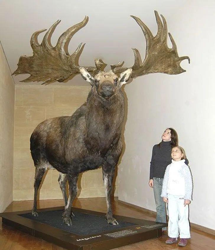  15个尺寸巨大的真实事物，最后那把小提琴能演奏吗？