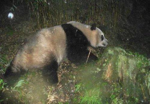 自家羊被咬死后,他残杀大熊猫被判13年,遇到熊猫吃羊该怎么办?