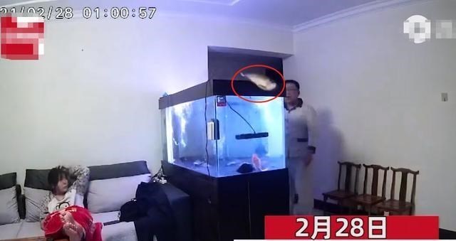 秋思暖暖 辽宁沈阳：鱼跃出鱼缸，妻子帮忙不慎滑倒，丈夫的一波操作亮了