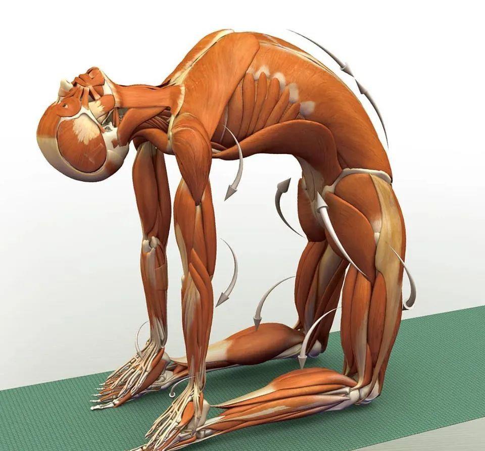 运动|练瑜伽，这些解剖常识你要知道（附28个常见体式解剖图）