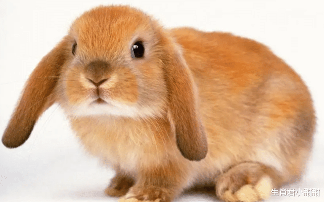 属兔|荣华富贵来敲门，生肖兔准备就绪巧借东风，在职场逆袭翻身