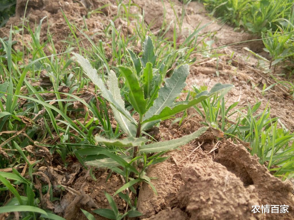 农情百家 农村有这“5种野菜”，制作青团不用愁，每年采摘都乐此不疲！