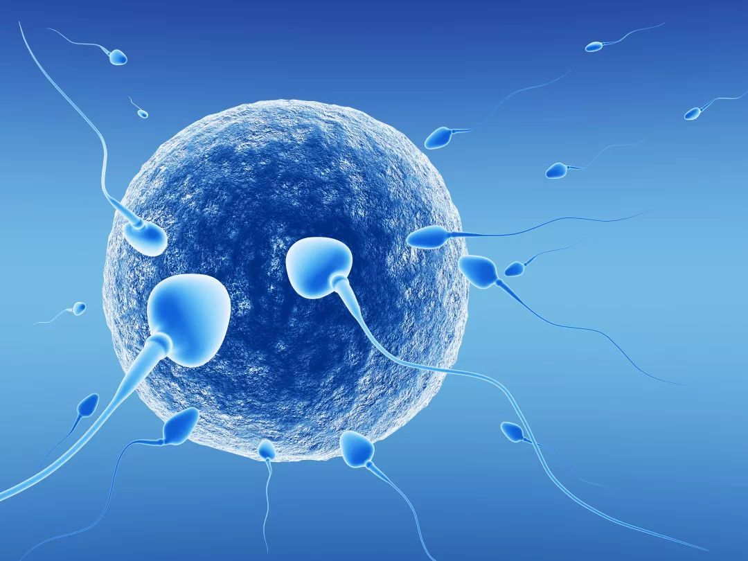 育儿台|人的精子是怎样产生的？提高精子质量，要了解3点常识，健康备孕