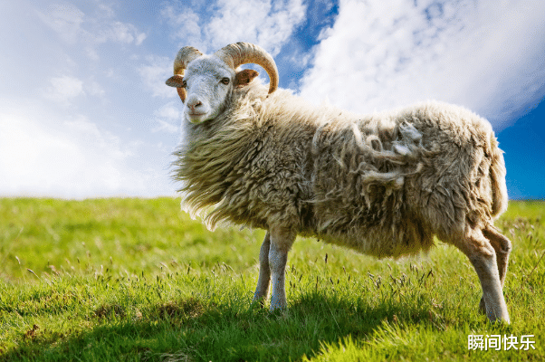 生肖|属羊人生在几月，下半年生财有道，喜事盈门，职场赢得先机！