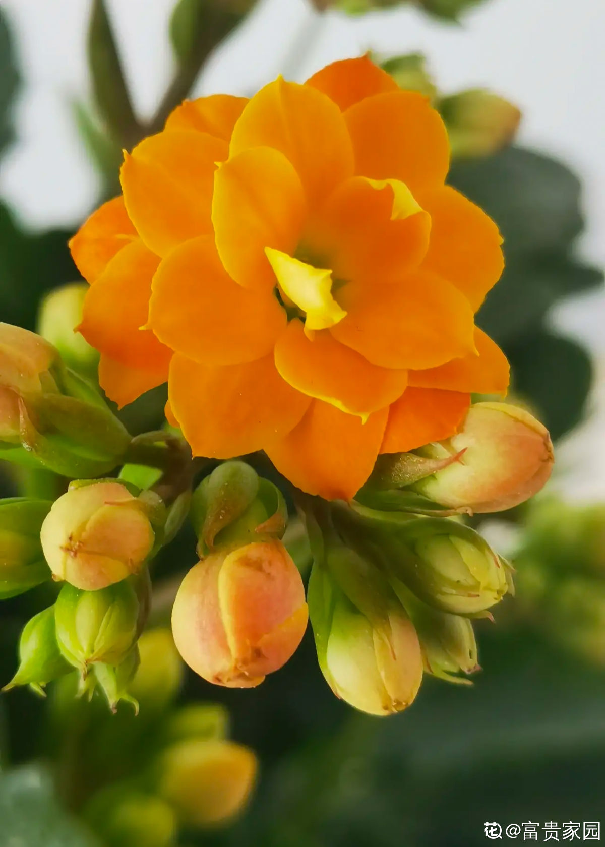 花百科 长寿叶子长满虫，狠心掐个叶，小嫩芽呼呼冒