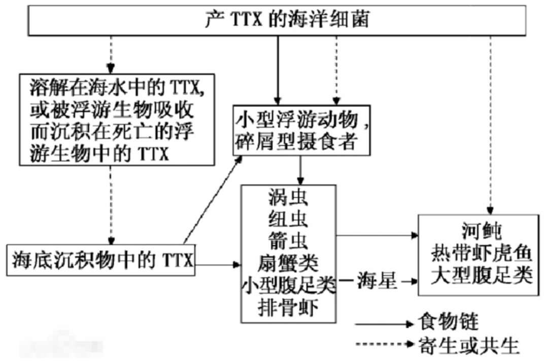  河豚体内的剧毒是怎么来的？为什么明知是剧毒，人类还要拼死吃？
