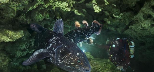 生物学家 颠覆认知！地球上已经灭绝的生物“复活”，「金龟」再次现身