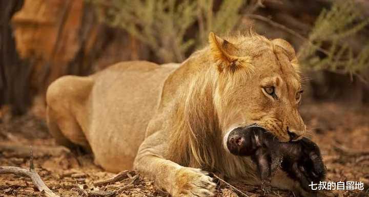 蜜獾 蛇类在动物界有多悲催？