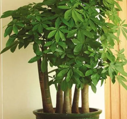 甲醛|家居中最适合摆绿植的几个方位