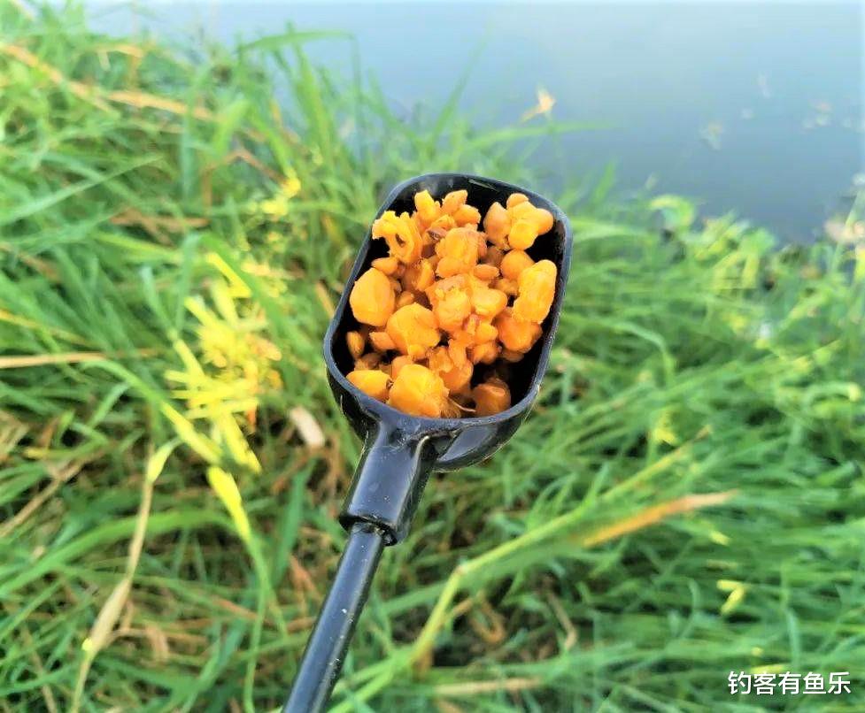 |打隔夜窝也有技巧？冬天野钓鲤鱼注意这三点，轻松爆护