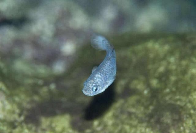 与世隔绝 全球唯一与世隔绝5万年的鱼，只剩38条，差点被醉鬼连锅端了