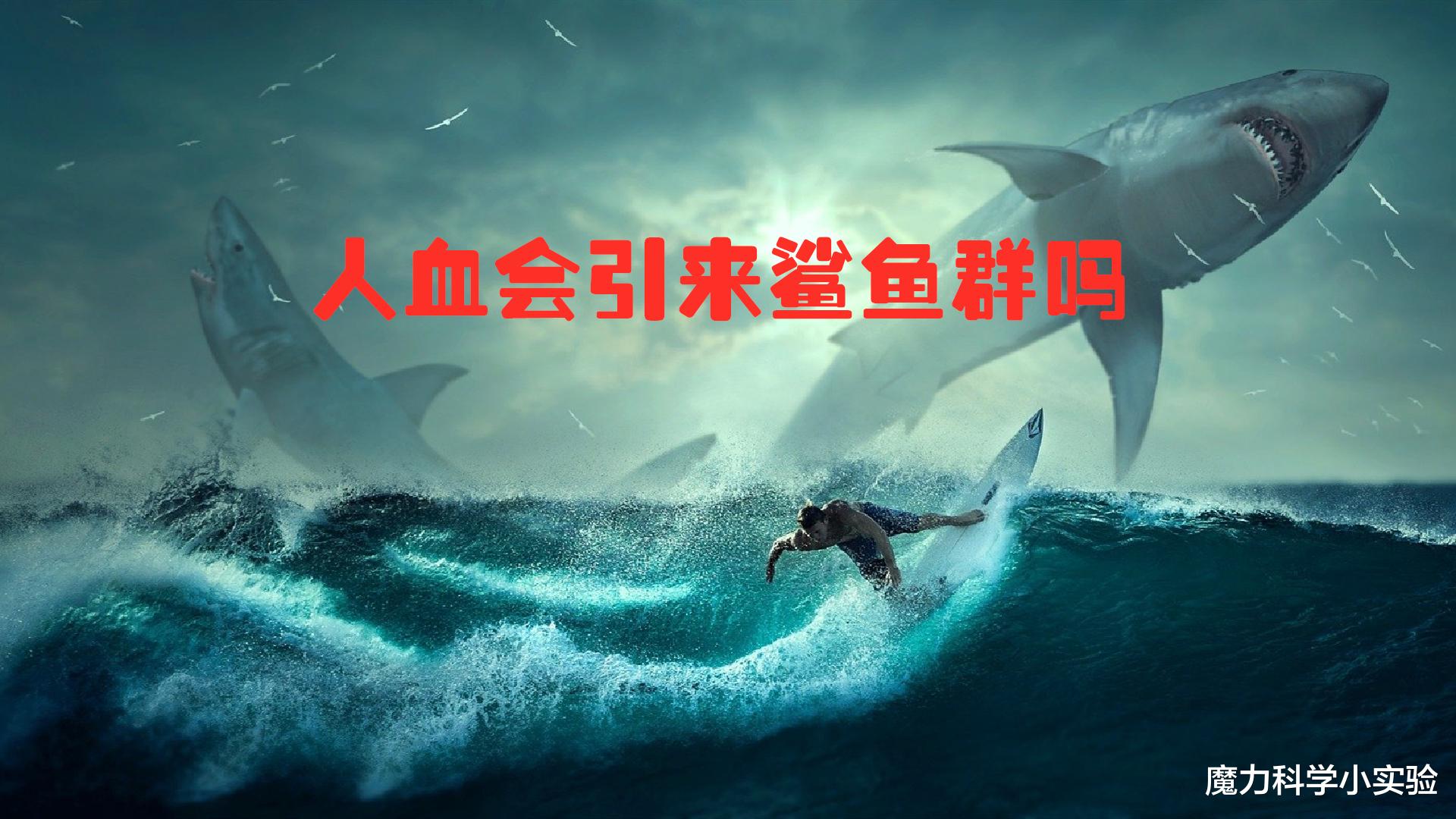 如果往水里滴几滴血,会引来一群鲨鱼吗?对此,他有个大胆的想法