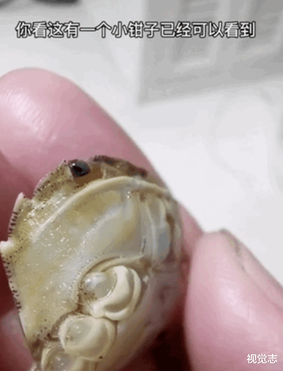 视觉志 一个网红，决定向死而生