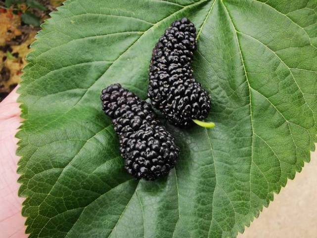 挚爱宝宝一生|养颜“冠军”露脸了,不是阿胶,而是一种“酒”,皮肤真好!