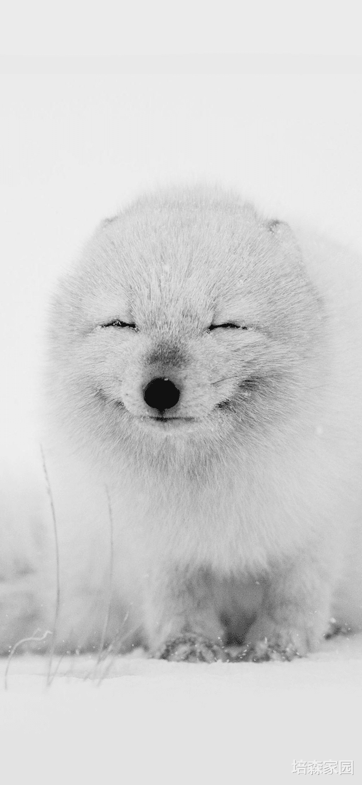 北极狐 北极狐可不都是白色的！