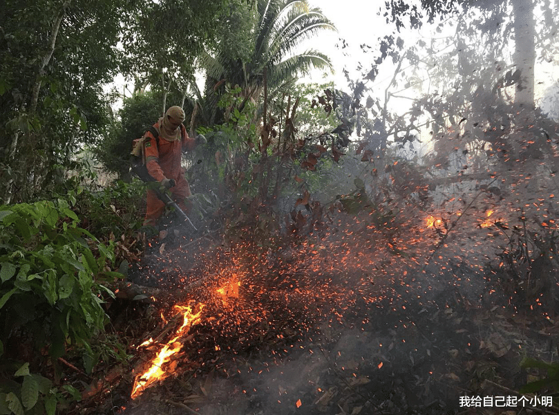 亚马逊 亚马逊雨林失火7天，专家发现12米“巨兽”，它是什么来头？