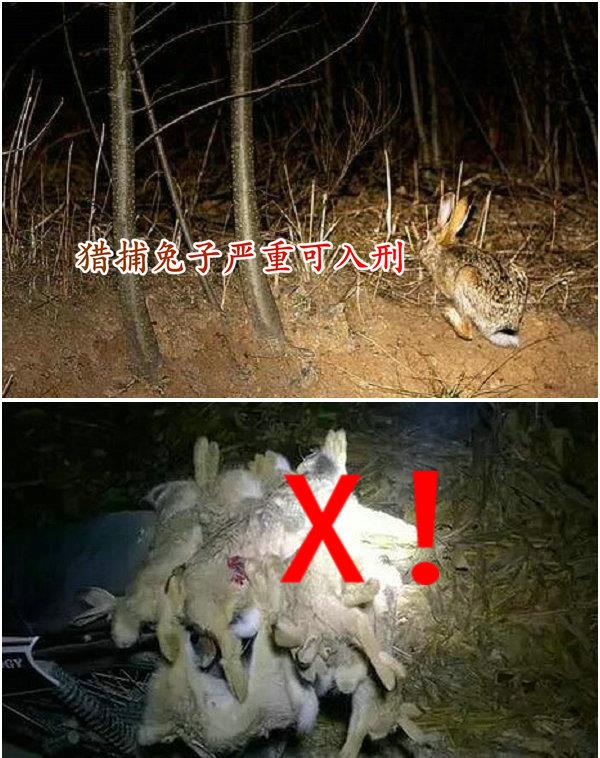 饵料|这是个啥?广西钓鱼人从水库里钓起一只“小兽”,老鼠还是兔子?