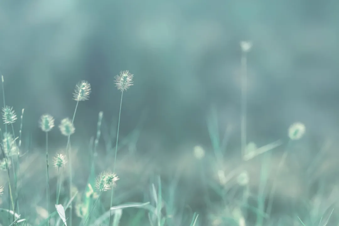 |12首简短的小禅诗:禅中诗意浓,诗中智慧多!