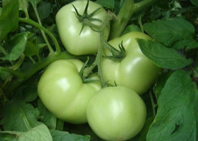 铠甲护士|夏天想养肝的人，建议这5种蔬菜日常吃点，或有利于健康