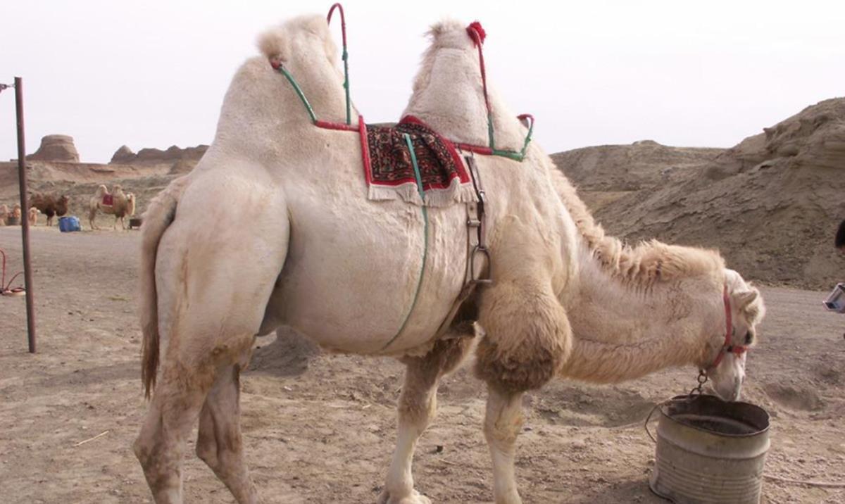 水底奥秘 在沙漠中，为什么不能碰死去的骆驼？碰了后果有多严重？