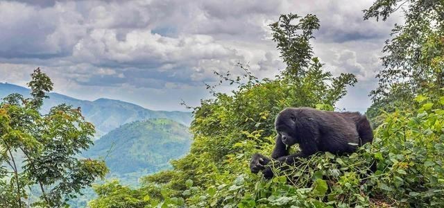 黑猩猩 黑猩猩跟人类婴儿一同长大，以为自己是人类，后来变成什么样了？