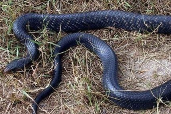 眼镜王蛇 美洲最强森王蛇，还免疫各种毒性？它能否撼动眼镜王蛇的地位？