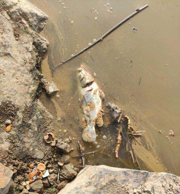 邕江|邕江边出现大量黑鱼,附近钓鱼人下水捞,一会就捞了十几条