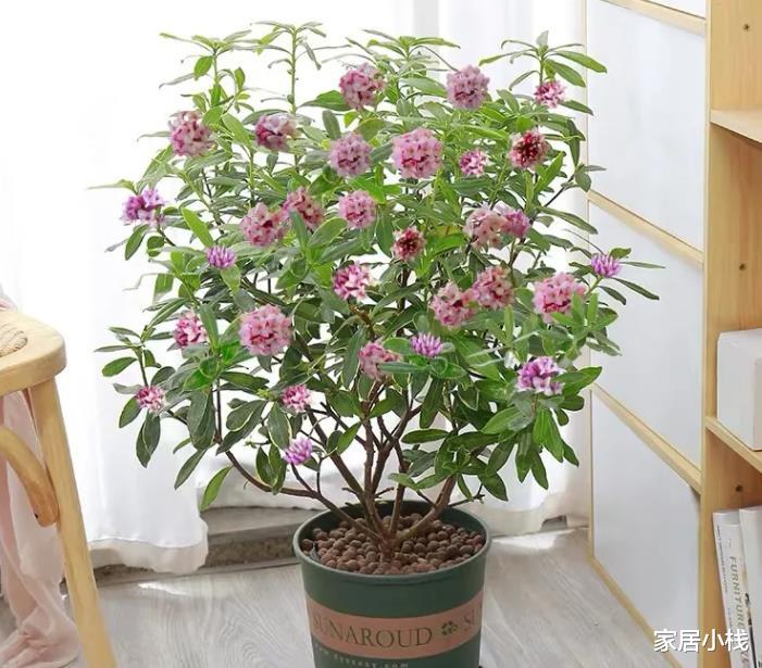 |高颜值的4种花，什么装修风格都能驾驭，都是客厅盆栽佳品