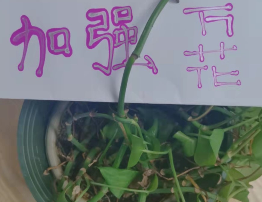 外国美女|谁能扛得住？游戏玩家为加强门派，给主策划请了5个外国美女