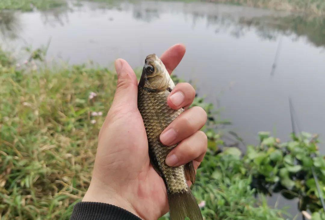 饵料|有口打不到就是小鱼闹？做2个简单的改变，鲫鱼一个接一个地上