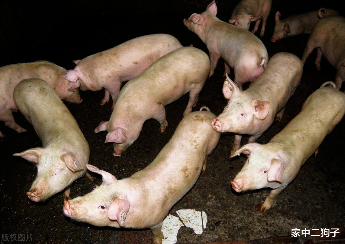 猪价压不住,行情“翻红”再上涨,要重返15元高地?4月13日猪价