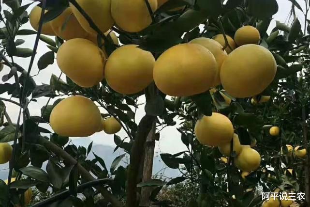 水果|又一水果收购价跌落到3元/公斤，水果市场是怎么了？