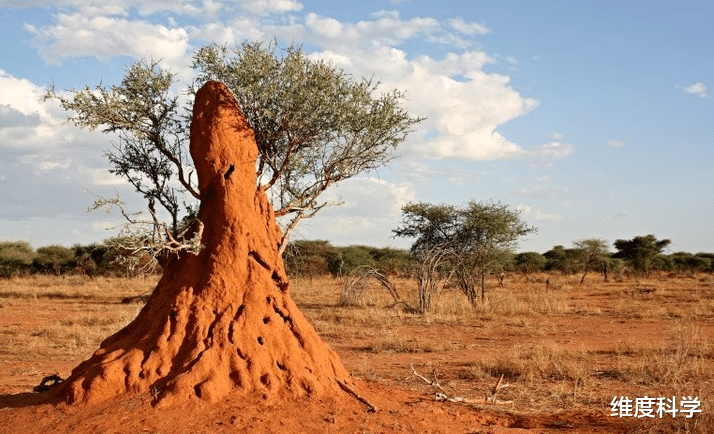 白蚁 白蚁是在朝着蚂蚁进化的蟑螂！它为什么要朝蚂蚁进化呢？