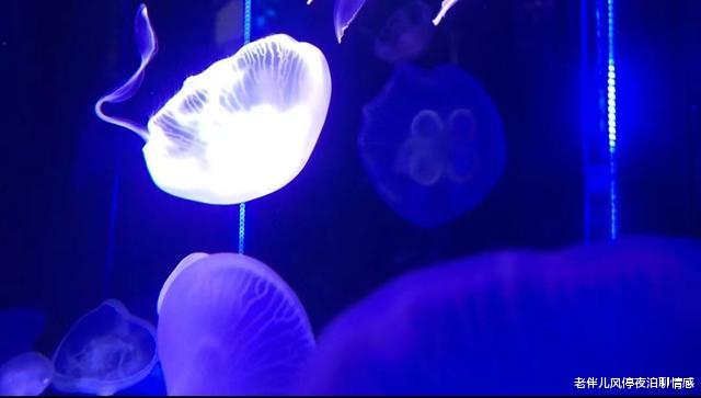 老伴儿风停夜泊聊情感|有福之人，不落无福之地：要幸福？那就这样活