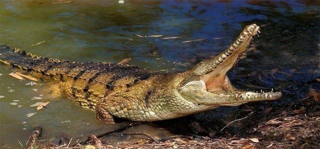 鳄鱼 鳄鱼家族有多倒霉？努力两亿年，每次都在要称霸时被地球“针对”