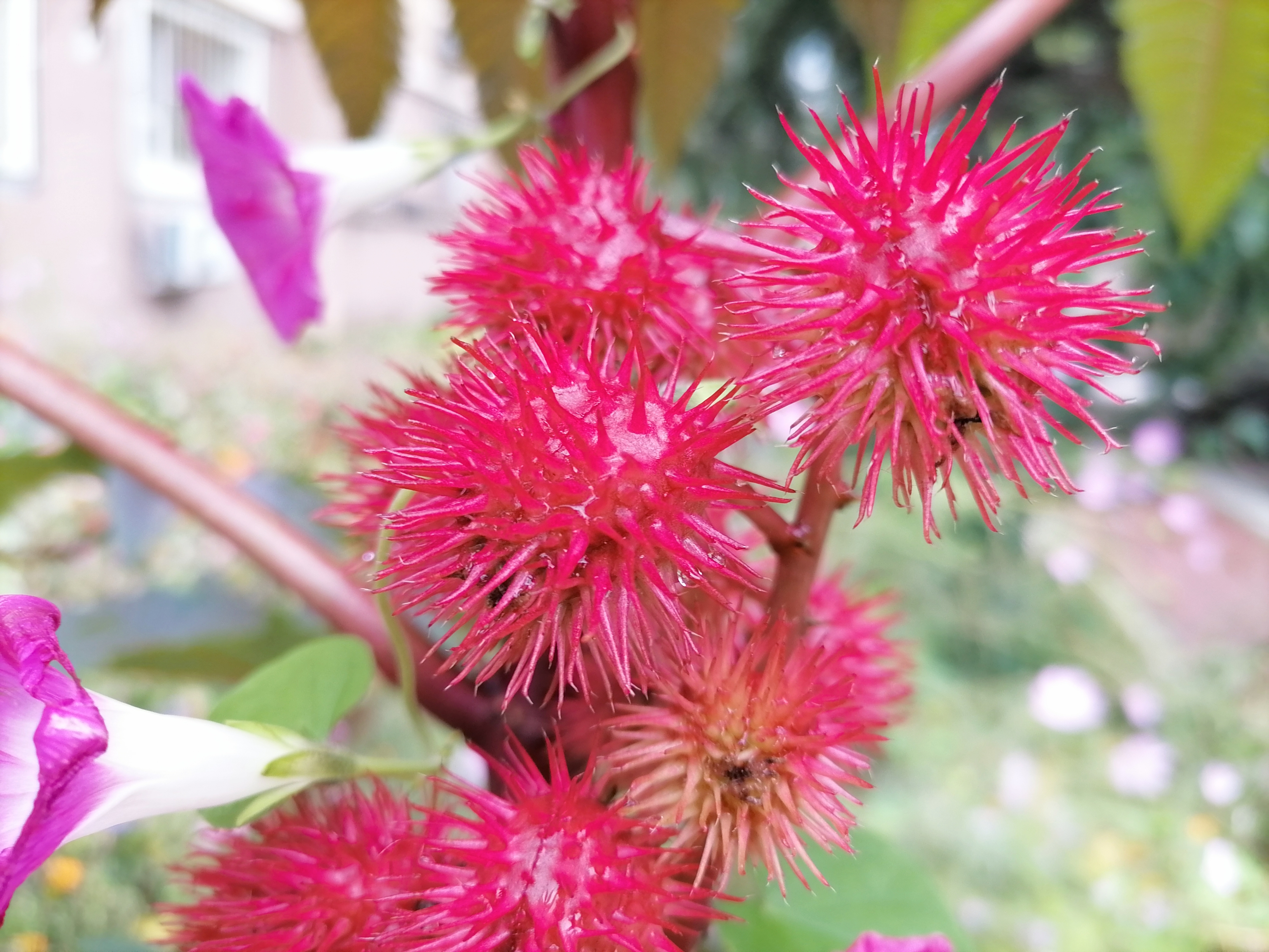 【路过风景】 穿越夏秋之交——花卉植物手机业余摄影作品赏