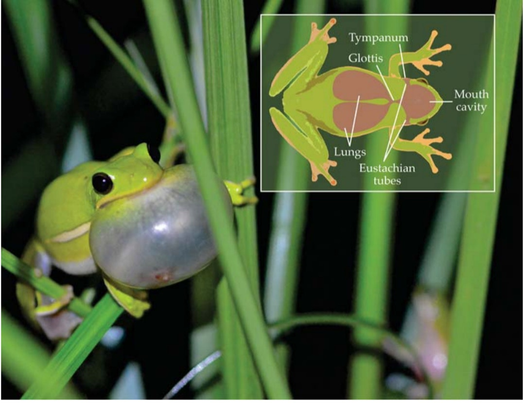 昆虫 在吵杂的环境中，雌蛙要如何听见雄蛙“爱的呼唤”？