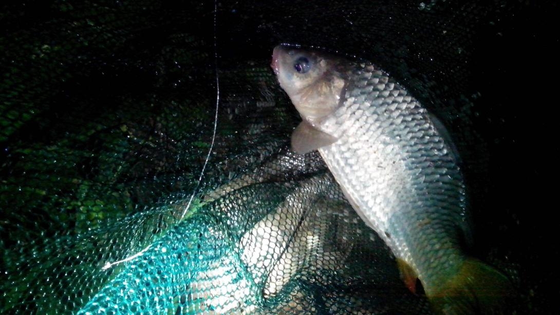 |初冬时节你想夜钓鲫鱼,我这有个小秘诀,你照做渔获就不会少
