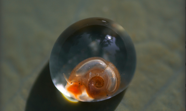 章鱼 你见过在海面悬浮的船吗？15张罕见趣图让人眼前一亮，一睹为快！