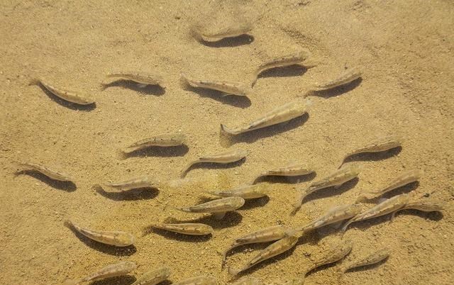 遗骸 干旱炎热无法打败它，它们是鱼却生活在沙漠中，如今危机重重