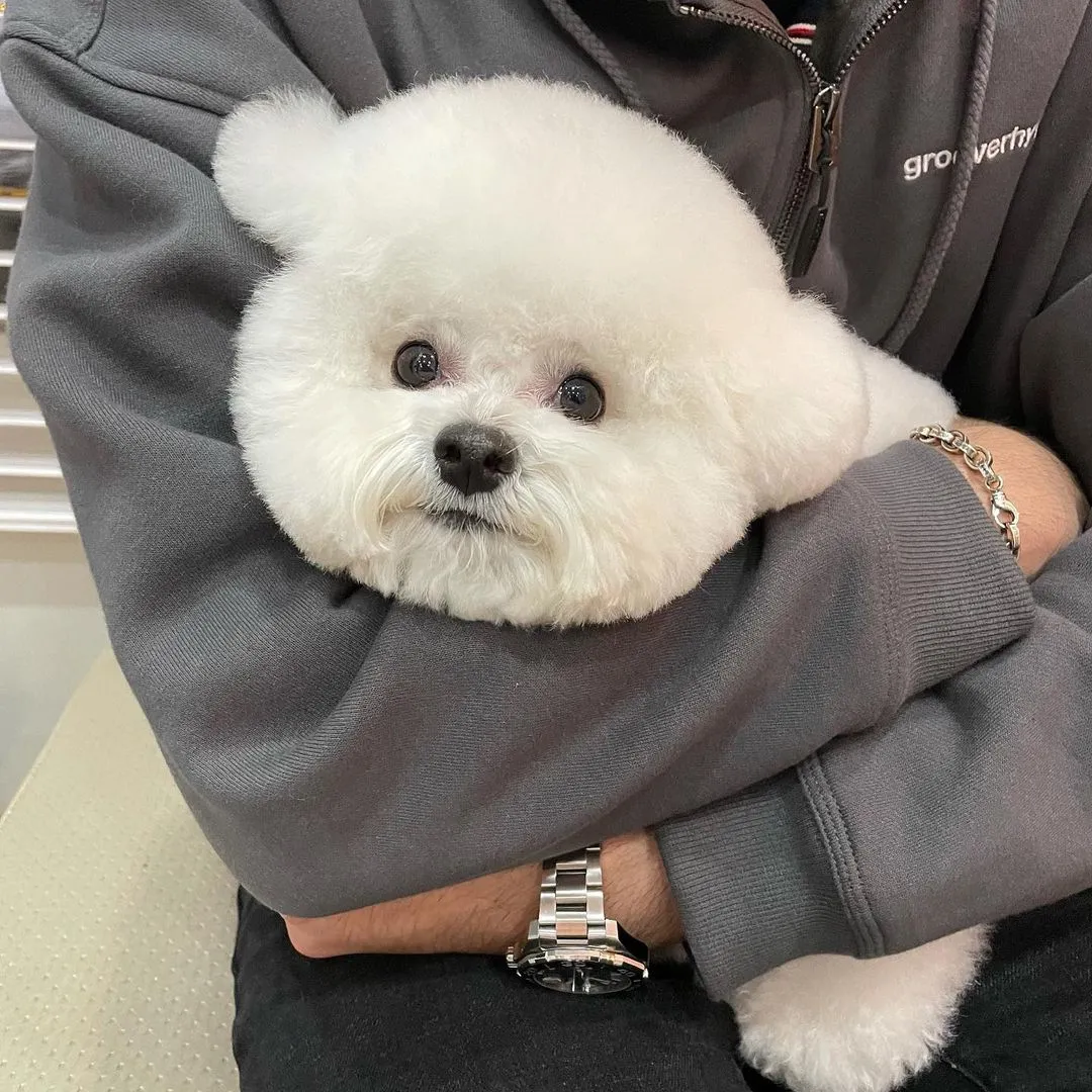 InsDaily 韩国快乐小奶狗爆红网络!看完心都快萌化了!