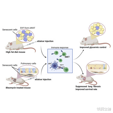 领蔚生物|清除衰老细胞，延长绝症寿命！《Cell》子刊刊登免疫细胞新用途