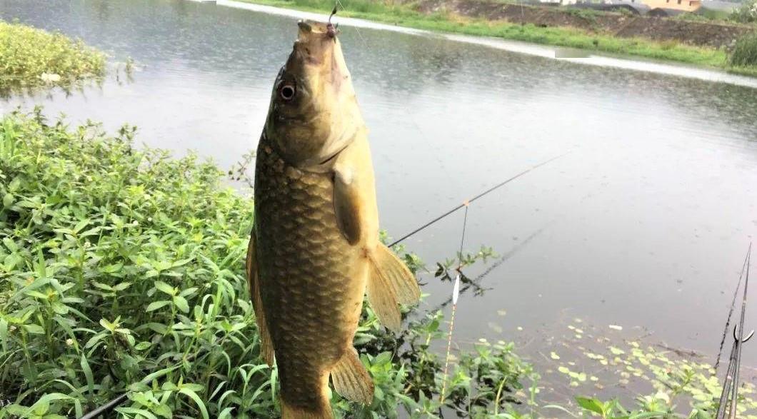 |秋季野钓为何要钓钝？降温后用蚯蚓钓鱼，鱼不开口该怎么办？