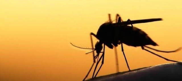 仙人掌 18条冷知识：骆驼吃仙人掌不扎嘴？企鹅也是大长腿？了解一下