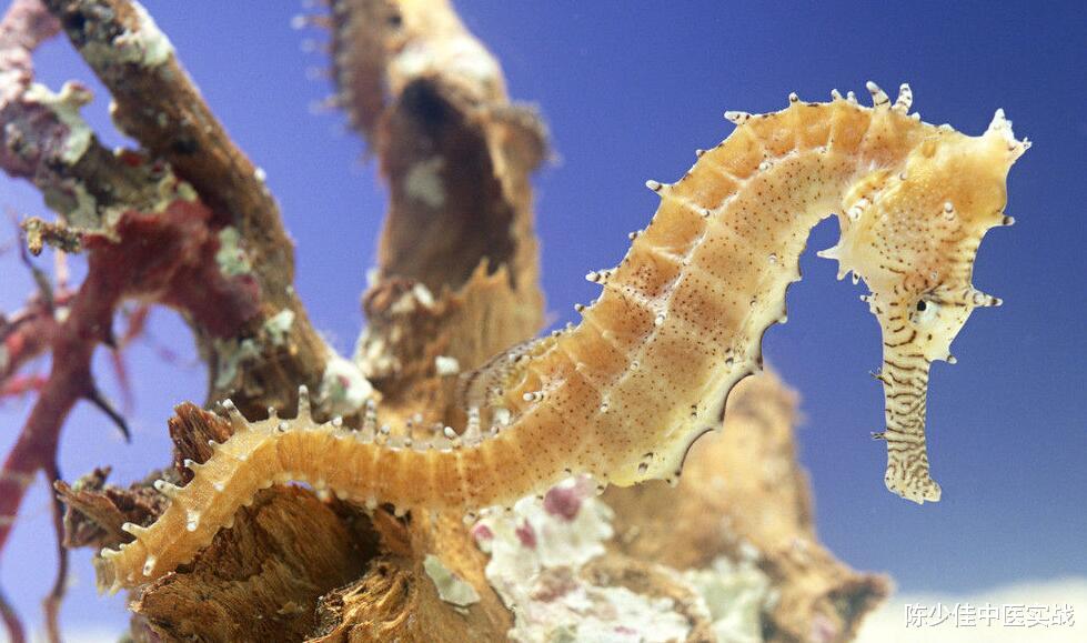 |医案分享:肾功能不全--复肾散