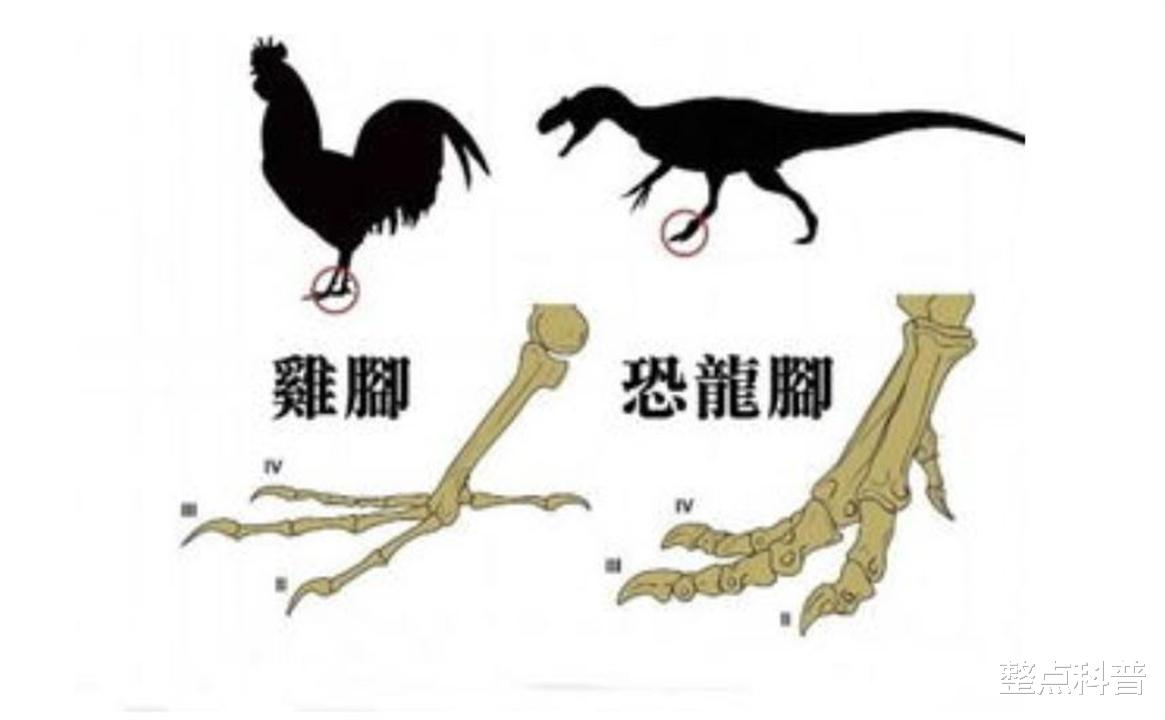 为什么鸡在未受精的情况下,365天都在下蛋?它和恐龙是近亲?
